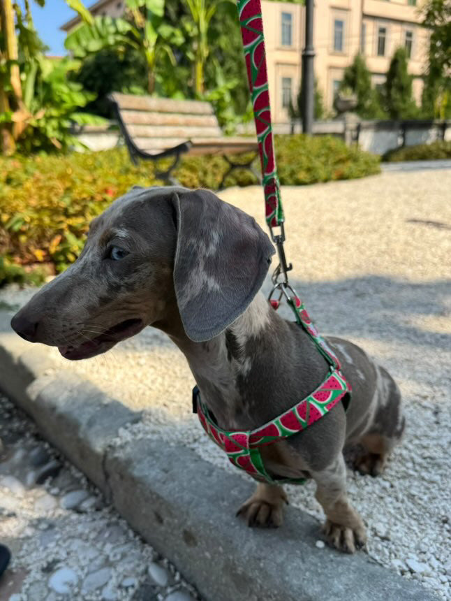 PETTORINA NYLON MELON