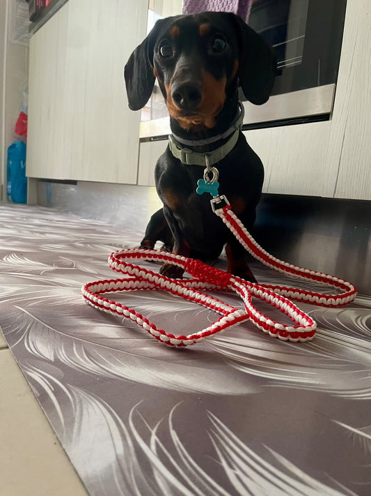 GUINZAGLIO PARACORD ANTHEIA