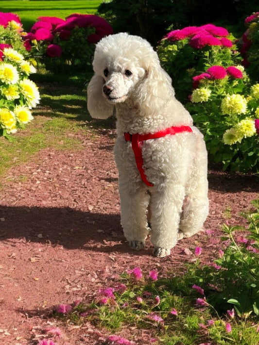 PETTORINA IN NYLON ECO