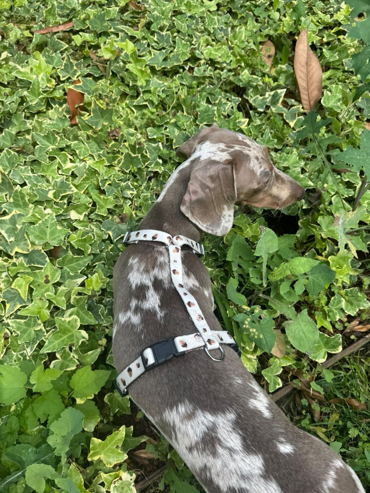PETTORINA NYLON HAZEL